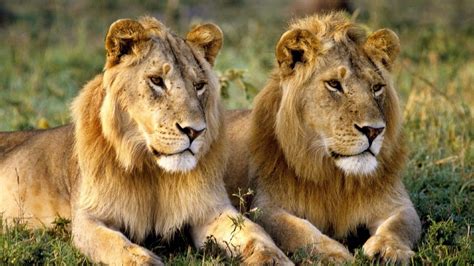 Lions: Facts, behavior and news | Live Science