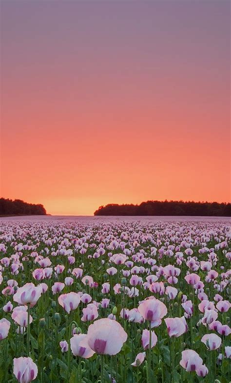 Flower Fields Wallpapers - Wallpaper Cave