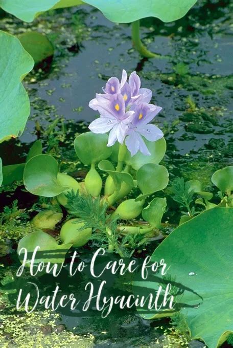 How to Care for Water Hyacinth - Aquascape, Inc.