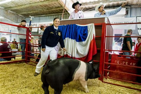 County Fair Jr. Livestock Auction Winners | The Fillmore Gazette