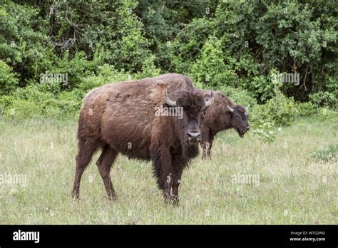 American bison at the 1,800-acre Lonesome Pine Ranch, a working cattle ...