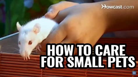 Pet Care Tips For Small Animals - YouTube