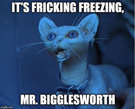 mr bigglesworth cold Memes & GIFs - Imgflip