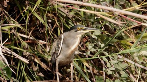 Striated Heron | MarkEisingBirding