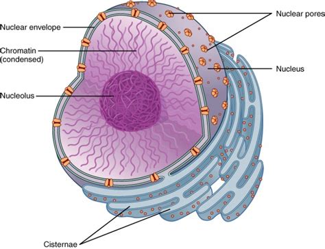 The Nucleus and Cytoplasm | Anatomy and Physiology