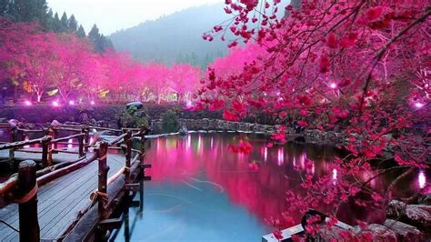 Download Travel, Reflection, Flower, Hanami, Cherry Blossom - Cherry ...