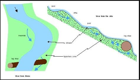 Hyporheic zone - Alchetron, The Free Social Encyclopedia