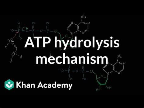 ATP hydrolysis mechanism (video) | Khan Academy