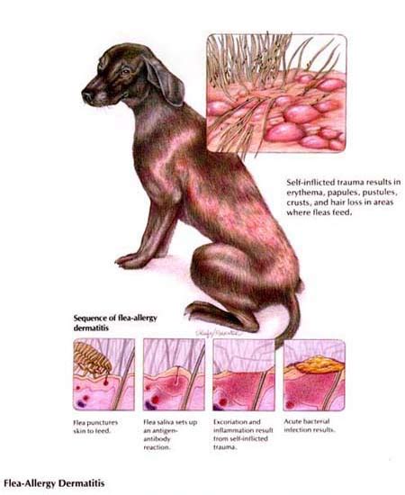 dog skin problems: Symptoms and Treatments For Dog Skin Diseases