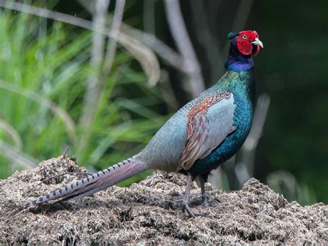 Green Pheasant - eBird