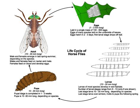 Horse and Deer Flies | Public Health and Medical Entomology | Purdue ...