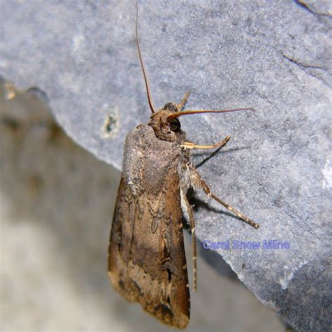 Black Cutworm Moth | Project Noah