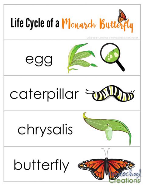 sequencing strips for monarch life cycle HomeschoolCreations.net