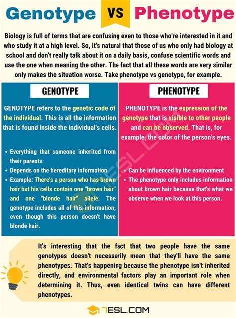 Genotype vs. Phenotype: Useful Difference between Phenotype vs. Genotype • 7ESL | Learn english ...