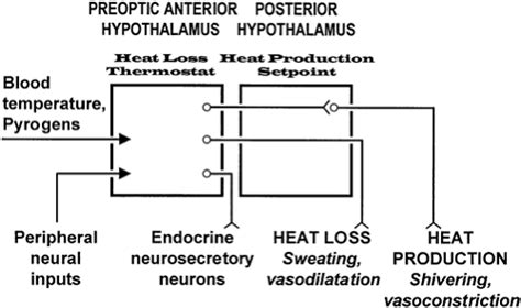 FUNCTIONS OF THE NONENDOCRINE HYPOTHALAMUS | Oncohema Key