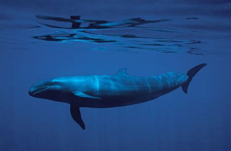 New dolphin-whale hybrid sea creature is the spawn of an unholy union - Science