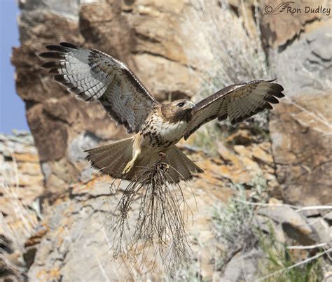 Red-tailed Hawk Carrying Nesting Material To The Nest – Feathered ...