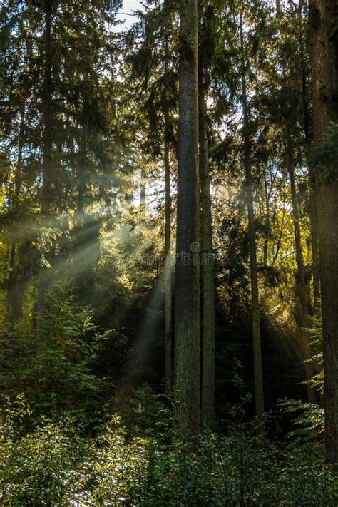 Sun Rays through the Forest Stock Photo - Image of farming, hackisan: 103995396