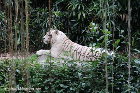 mikahaziq: Singapore Zoo Animals - Loads of fun for kids