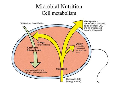 PPT - Microbial Nutrition Cell metabolism PowerPoint Presentation, free download - ID:1211086