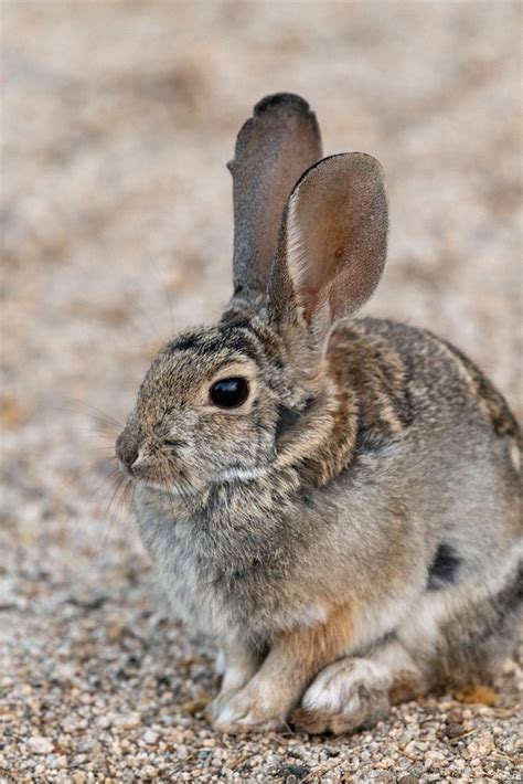 Cottontail rabbit | Free Photo - rawpixel