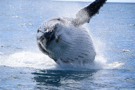 Hervey Bay Whale Watching Cruise, Lunch and Snacks - For 2 - Adrenaline