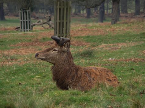 Photographs — Richmond Park — Deer — 3 April 2016 — 1 — wasaweb.net