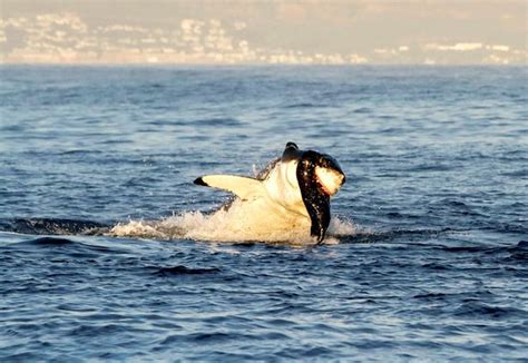 Great White Sharks Eating Seals