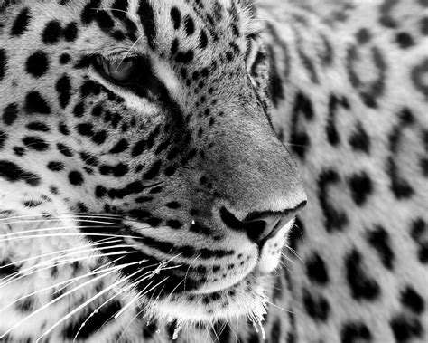 White Jaguar Wallpapers - Top Free White Jaguar Backgrounds ...