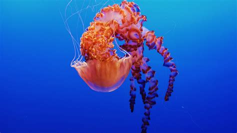 Jellyfish in Monterey Bay Aquarium 4K Wallpapers | HD Wallpapers | ID #22614