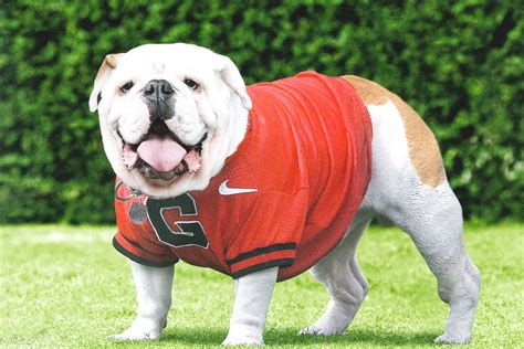 Georgia Bulldogs mascot UGA IX passes away | Sports | albanyherald.com