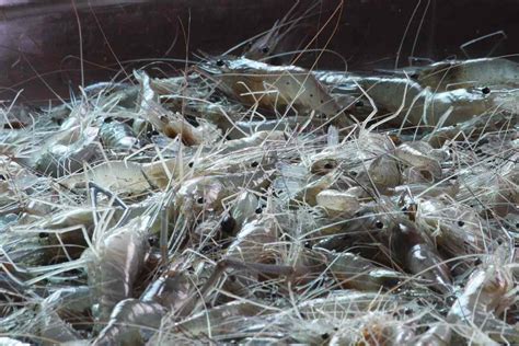 Organic Shrimp Farming - Prawn Production Practices | Agri Farming