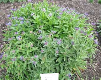 University of Kentucky Trial Garden Centaurea montana