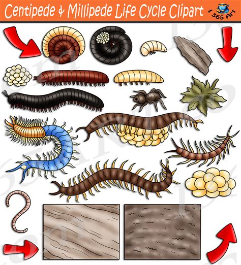 Centipede & Millipede Life Cycle Clipart Set Download - Clipart 4 School