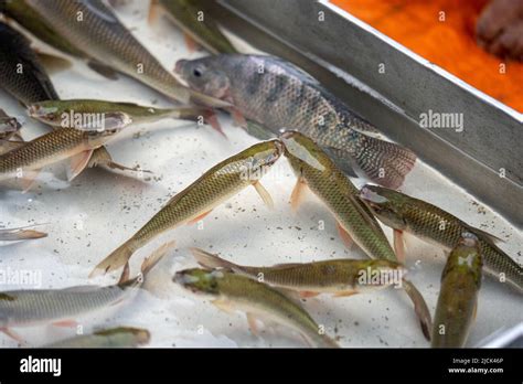 Small rui fish hi-res stock photography and images - Alamy