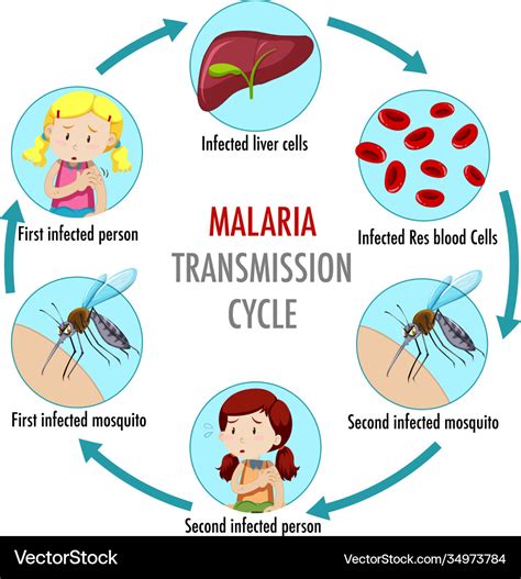 Malaria Transmission Cycle And Symptom Information Infographic Blood ...