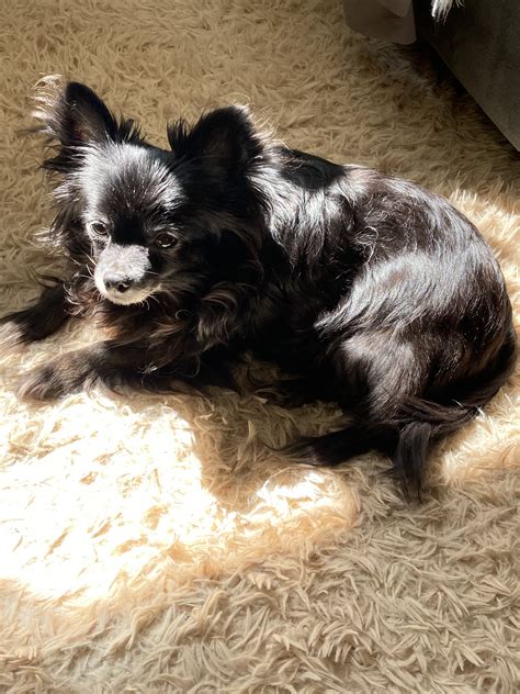 Black Papillon? Is it possible? | Puppy Forum and Dog Forums