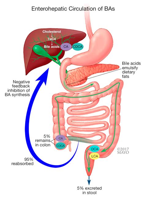 Identifying diarrhea caused by bile acid malabsorption - Mayo Clinic