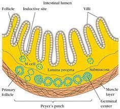 Peyer's patch | Lymphatic, Lymphoid nodule, Anatomy and physiology