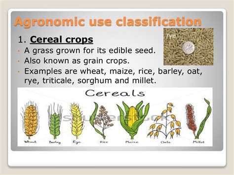 Classification of field crops