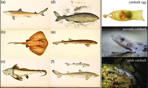 2 Drawings and pictures of Chondrichthyes species. (a-f) Drawings ...