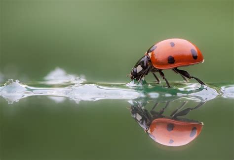 Close Ups In Nature Photo Contest Winners - VIEWBUG.com