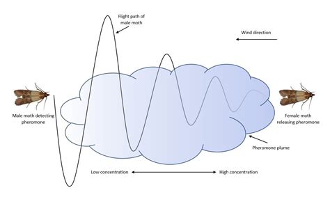 What Are Pheromones? — Insects Limited