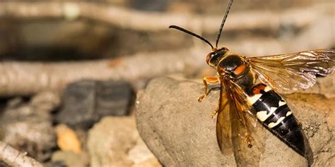 Cicada killer wasps: what to know | Ehrlich Pest Control