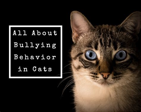 The Best Ways to Stop a Cat From Being a Bully - PetHelpful