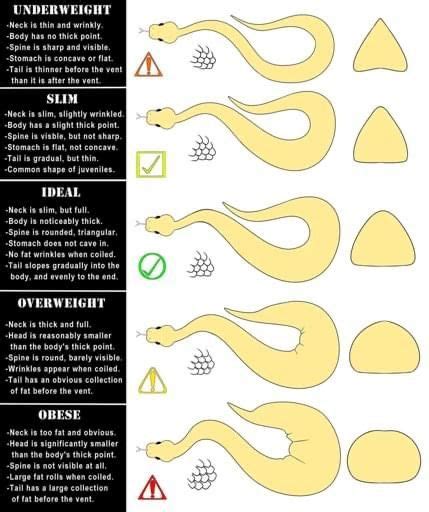 Ball Python weight chart in 2023 | Ball python, Ball python pet, Ball python morphs