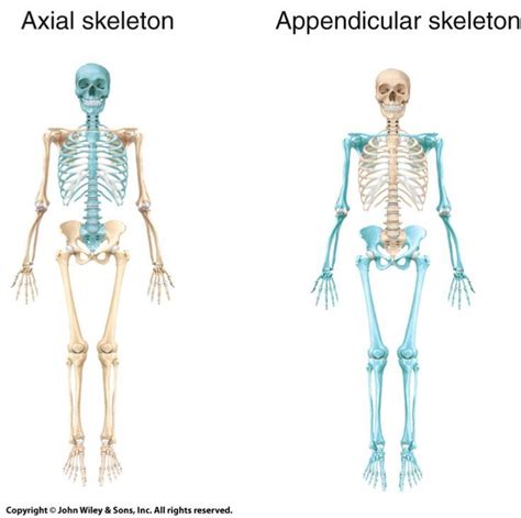 The Human Body: Anatomy and Physiology