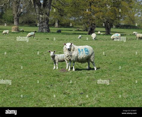 sheep farming suffolk Stock Photo - Alamy