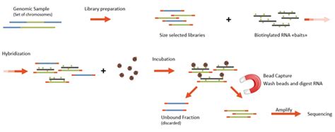 Whole Exome Sequencing at Microsynth - Microsynth - FR