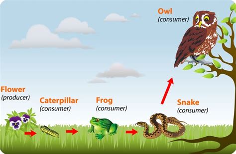 Structure and Functions of Ecosystem ; Biotic Components and Abiotic Components